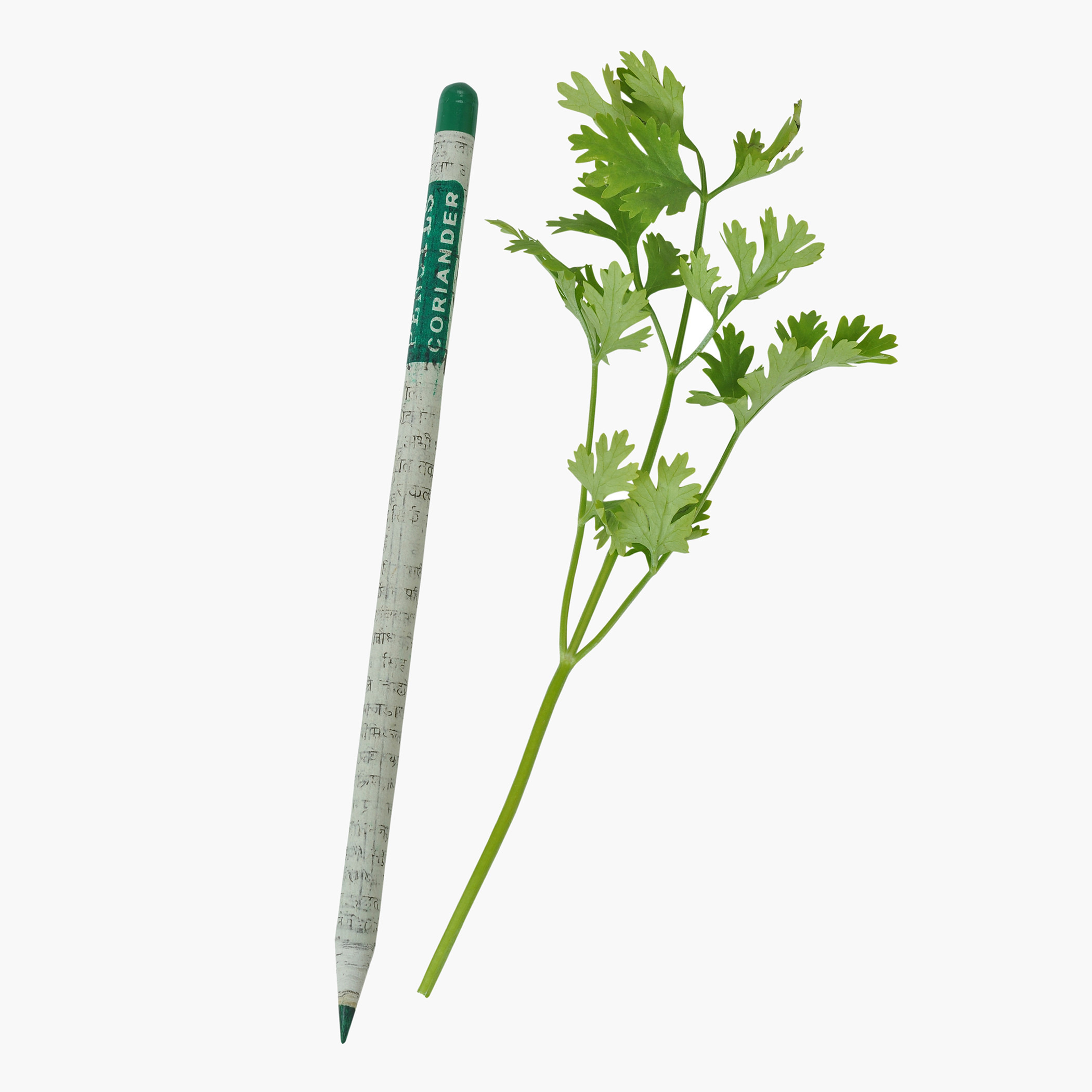 Treewise 5-Piece Plantable Pencil Set-school-stationery-pensandpencils-image-3