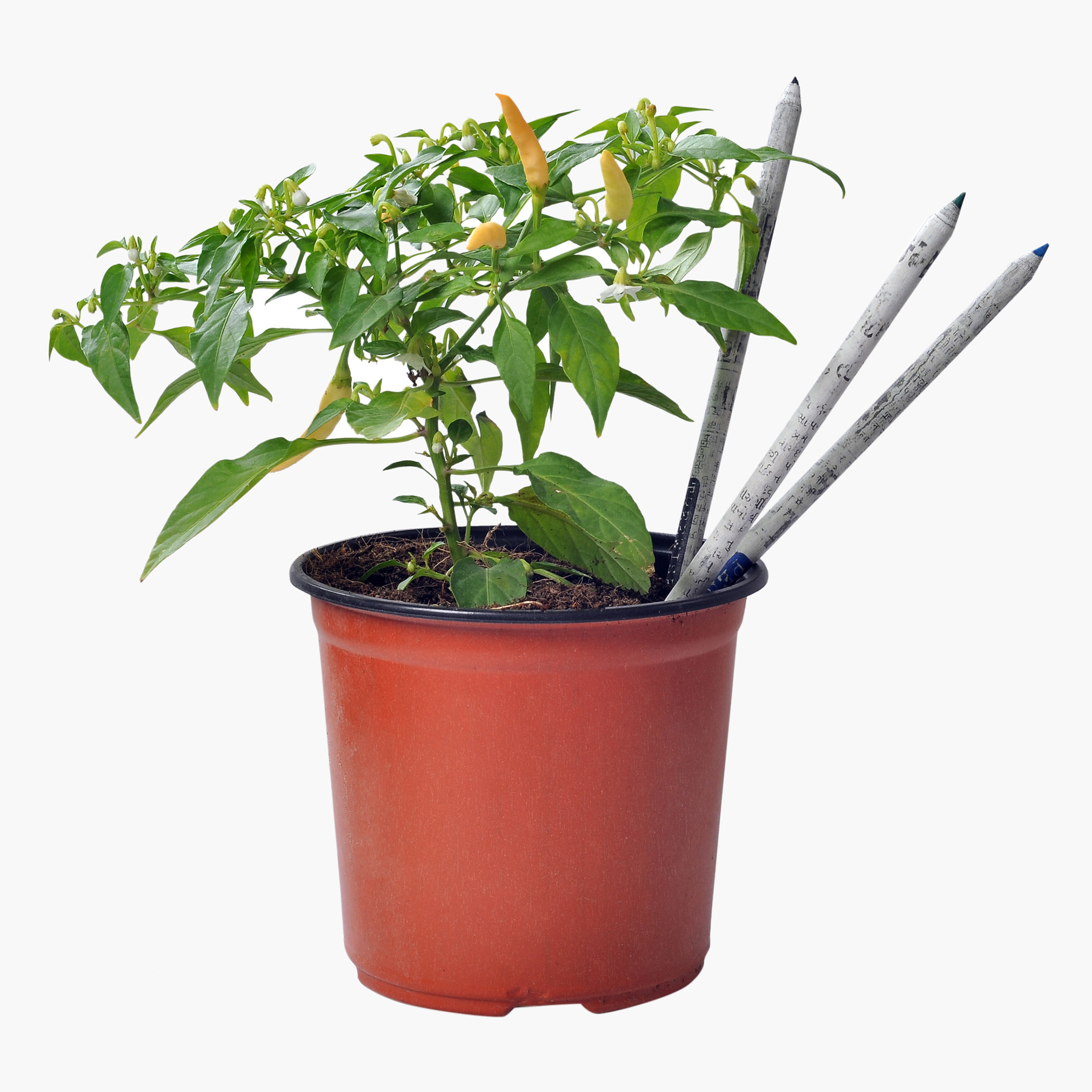 Treewise 5-Piece Plantable Pencil Set-school-stationery-pensandpencils-image-6