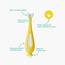 Fridababy Grow-With-Me Training Toothbrush Set-baby-healthandsafety-thermometersandaspirators-image-5