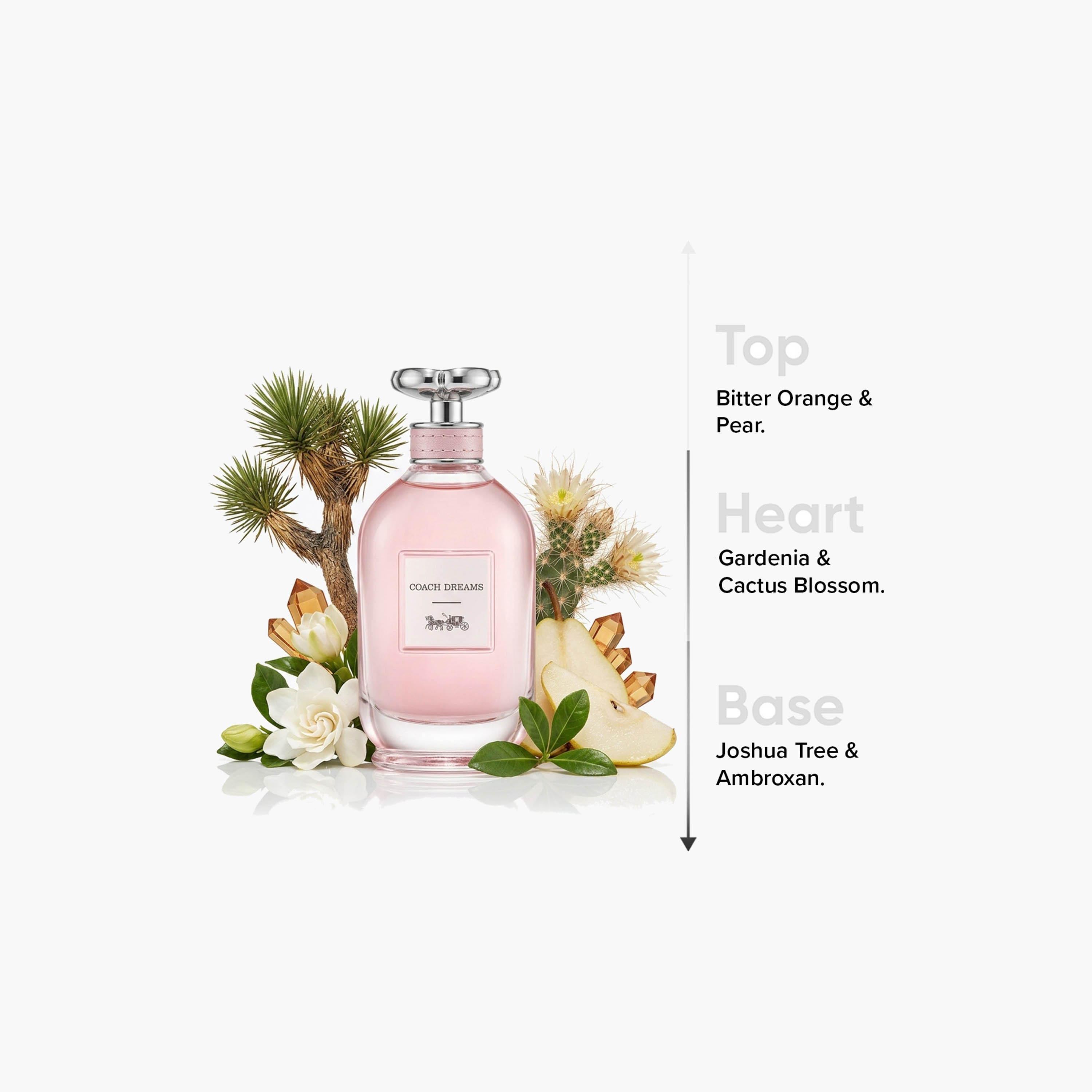 عطر أو دو بارفان دريمز من كوتش - 90 مل-beautyandpersonalcare-fragrance-women-image-4