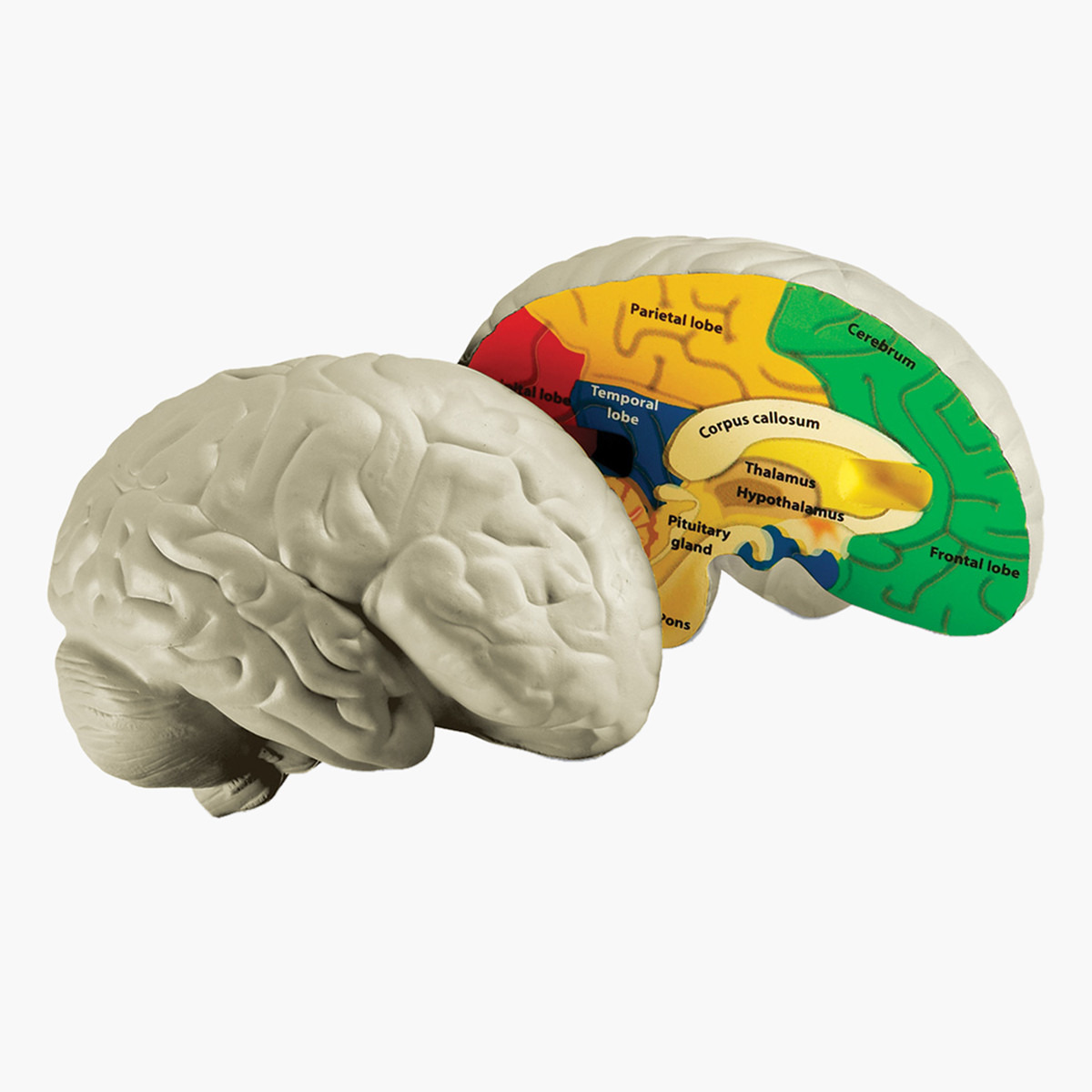 Buy Learning Resources Cross-Section Brain Model Online | Centrepoint Qatar