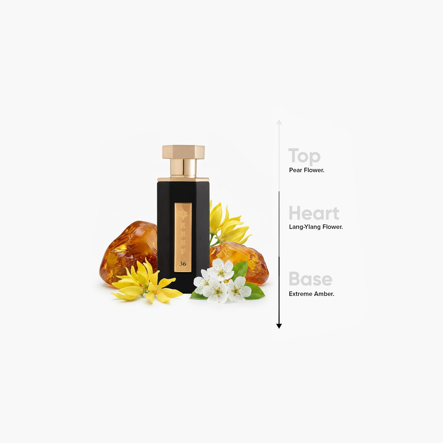 عطر أو دي بارفان ريف 36 للنساء من ريف بيرفيومز - 100 مل-promo_B1G1_19_MAR_TO_31_DEC_9AM_2026_UAE-image-4