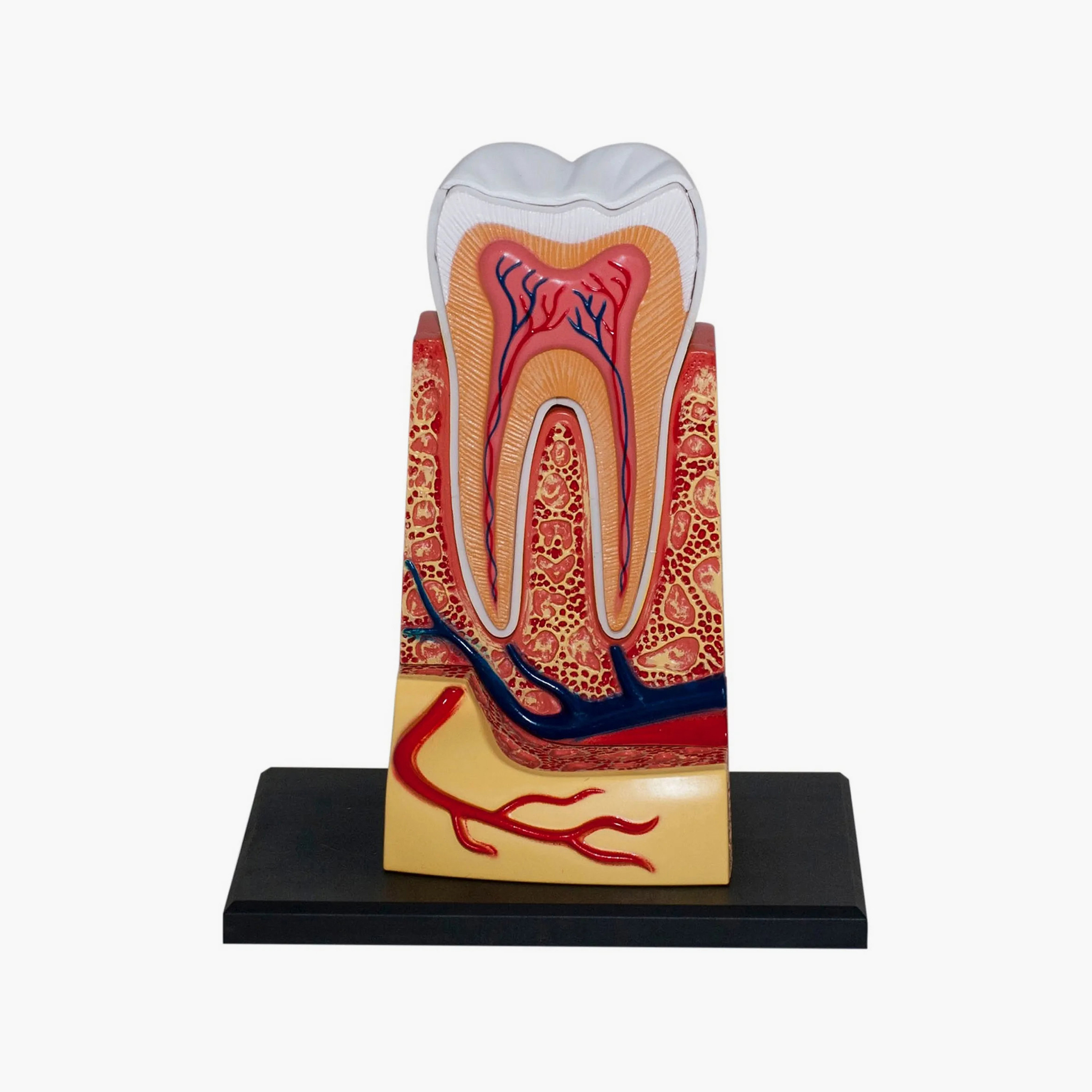 4D Master Educational STEM Biology Medical Figure - Triple Root Molar-toys-educational-stemtoys-image-3