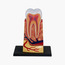 4D Master Educational STEM Biology Medical Figure - Triple Root Molar-toys-educational-stemtoys-image-3