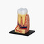 4D Master Educational STEM Biology Medical Figure - Triple Root Molar-toys-educational-stemtoys-image-4
