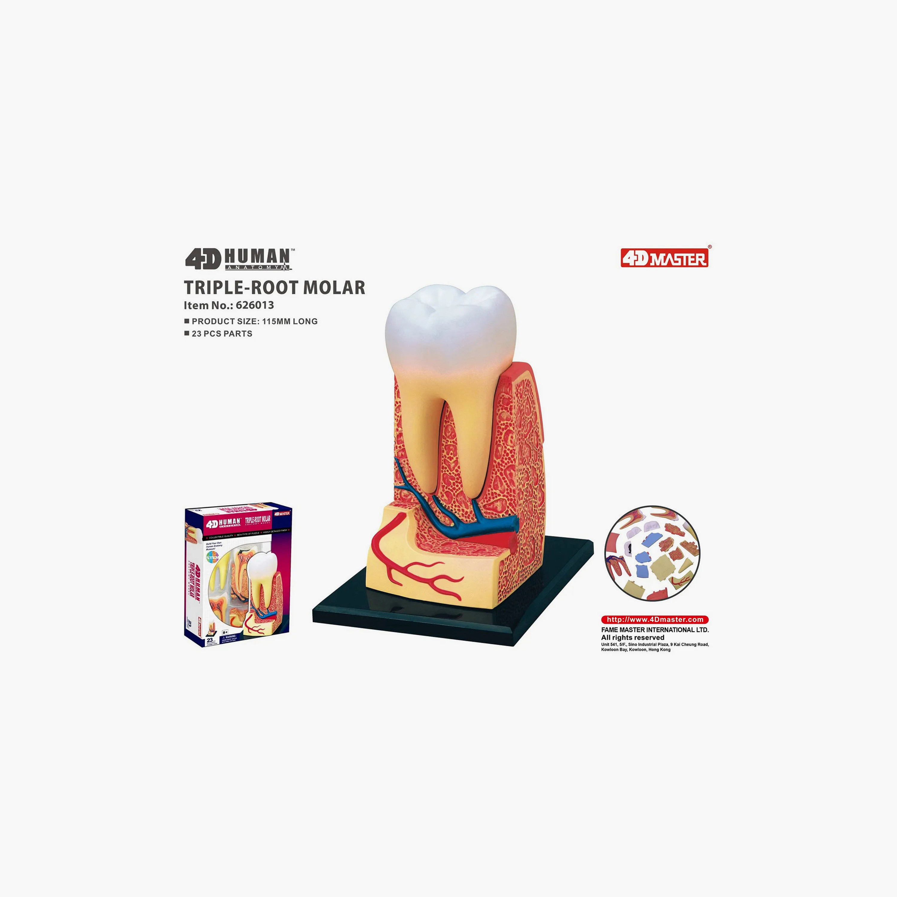 4D Master Educational STEM Biology Medical Figure - Triple Root Molar-toys-educational-stemtoys-image-5