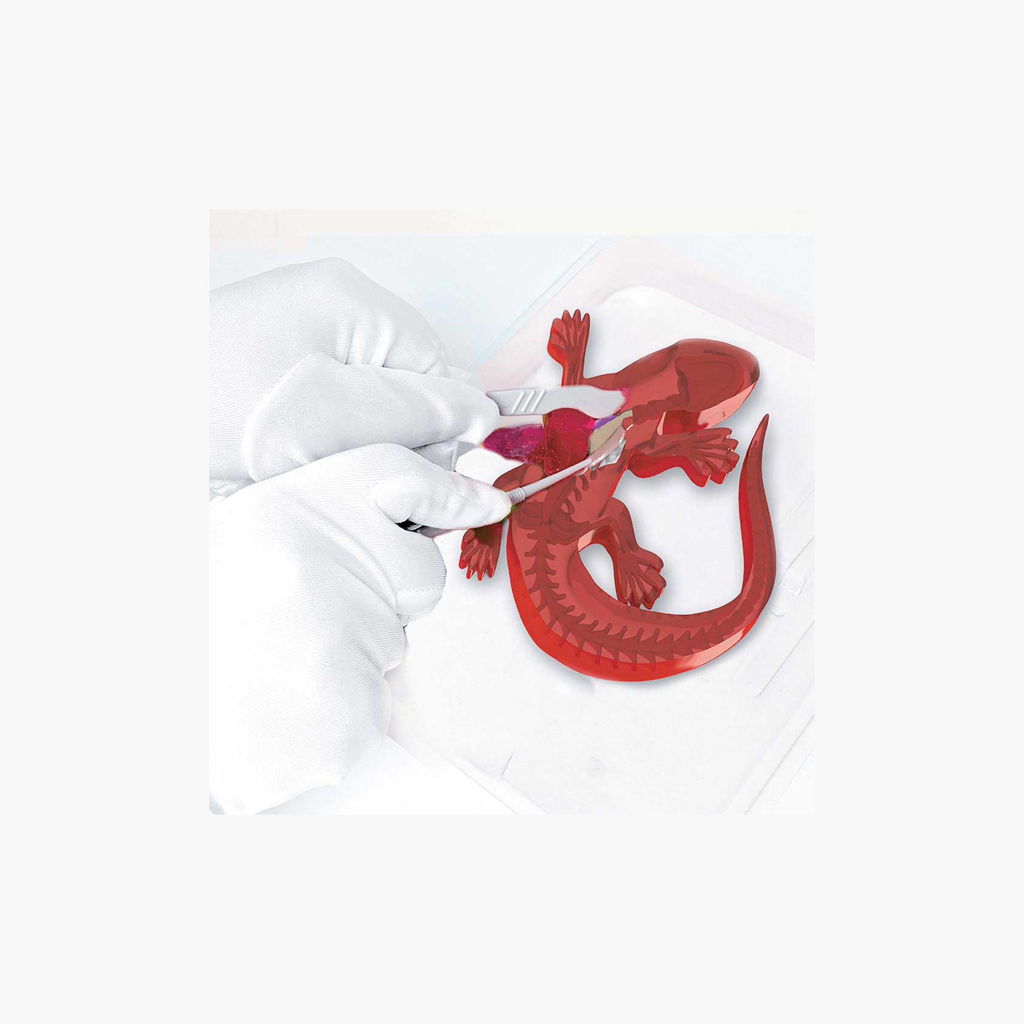 Slimy Dissect-It Salamander Toy-toys-educational-stemtoys-image-2