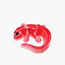 Slimy Dissect-It Salamander Toy-toys-educational-stemtoys-image-3