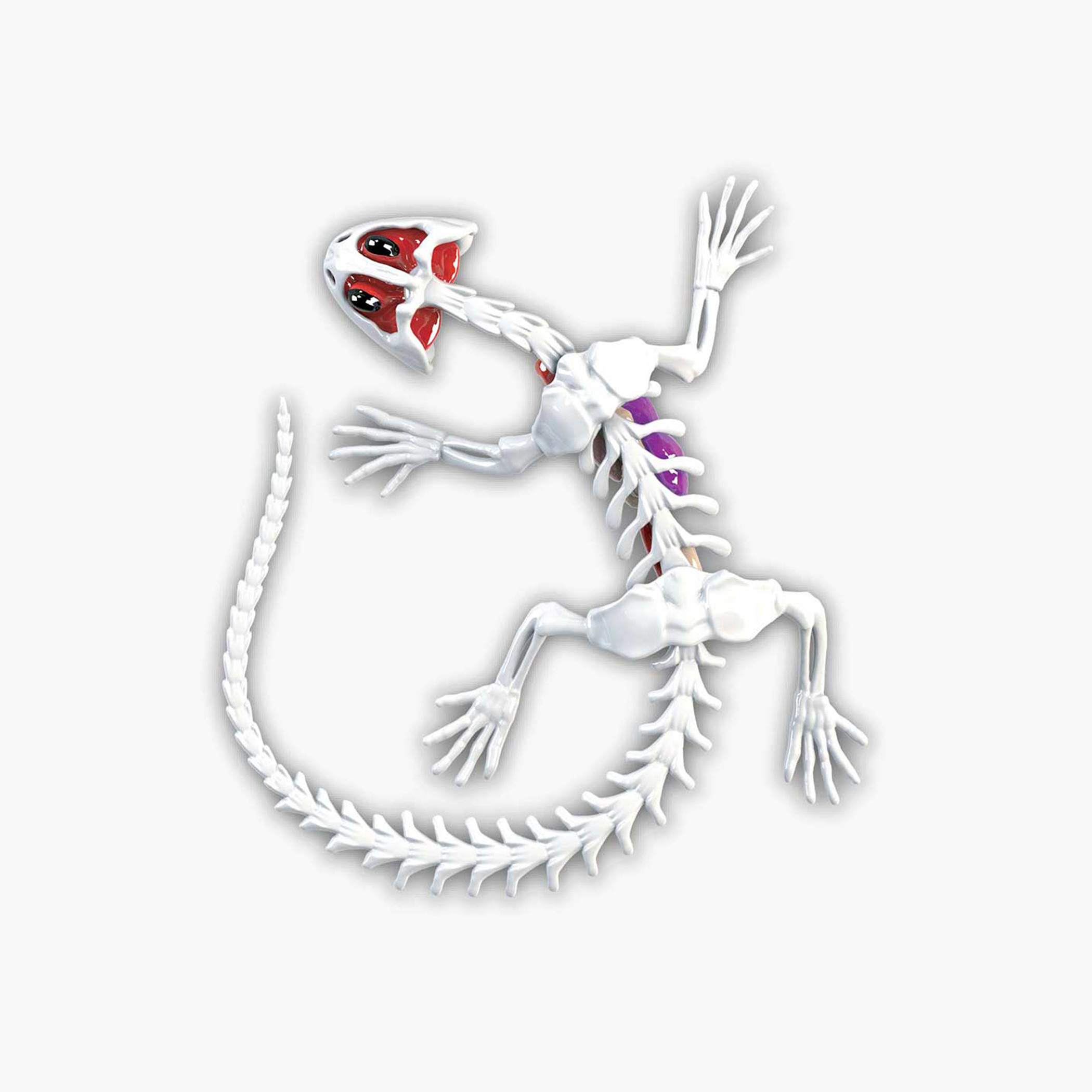Slimy Dissect-It Salamander Toy-toys-educational-stemtoys-image-4