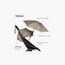 Stokke YOYO³ parasol-baby-gear-strollersandprams-accessories-image-3