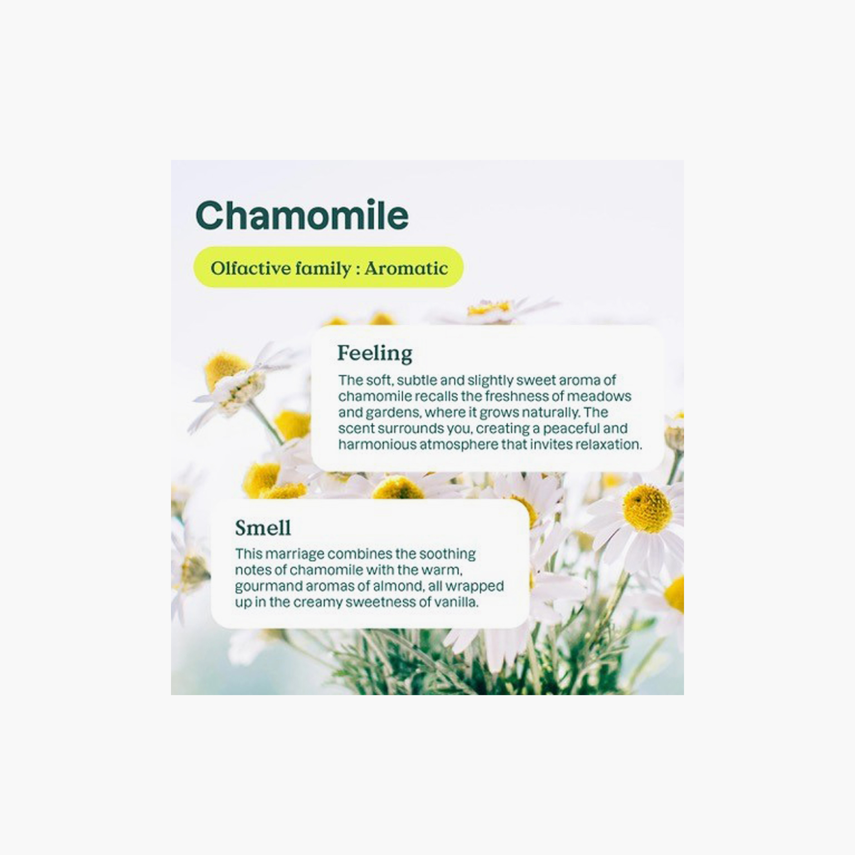 Attitude Soothing Chamomille Laundry Detergent - 1.05 Litre-baby-feeding-cleaningliquids-image-4