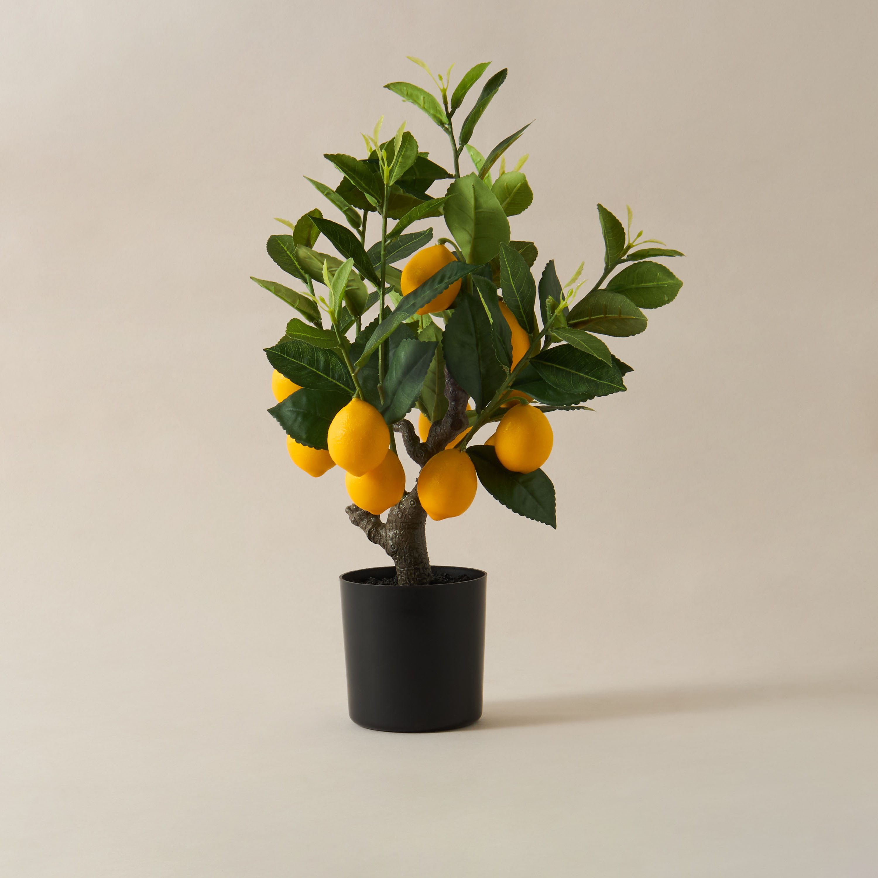 Decorative Lemon Tree-household-gardenandoutdoor-trees-image-1