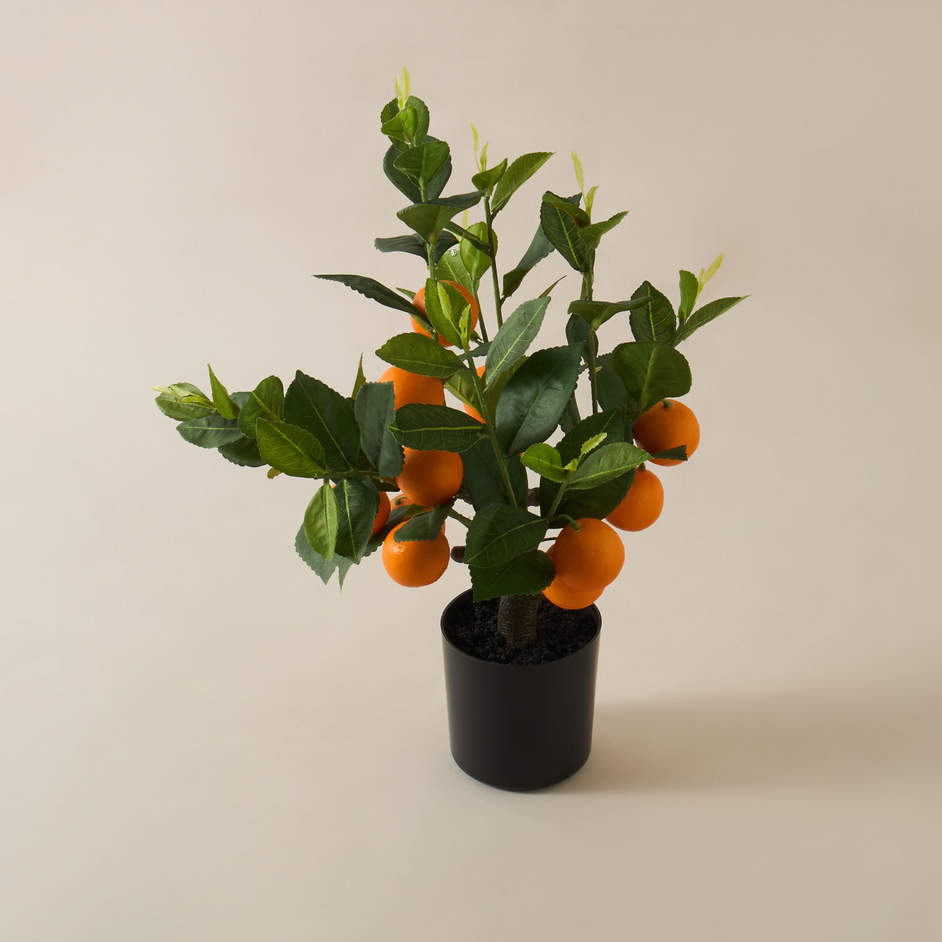Decorative Orange Tree-household-gardenandoutdoor-trees-image-2