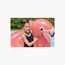Bestway Flamingo Inflatable Ride-On Float-toys-outdoor-poolandbeach-floatsandboats-image-5