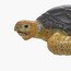 Juniors Loggerhead Turtle Model Toy-toys-buildingblocks-blocks-image-4