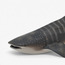 Juniors Whale Shark Model Toy-toys-playfigures-animals-image-4
