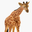 Juniors Reticulated Giraffe Model Toy-toys-playfigures-animals-image-4