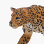 Juniors African Leopard Model Toy-toys-buildingblocks-blocks-image-4