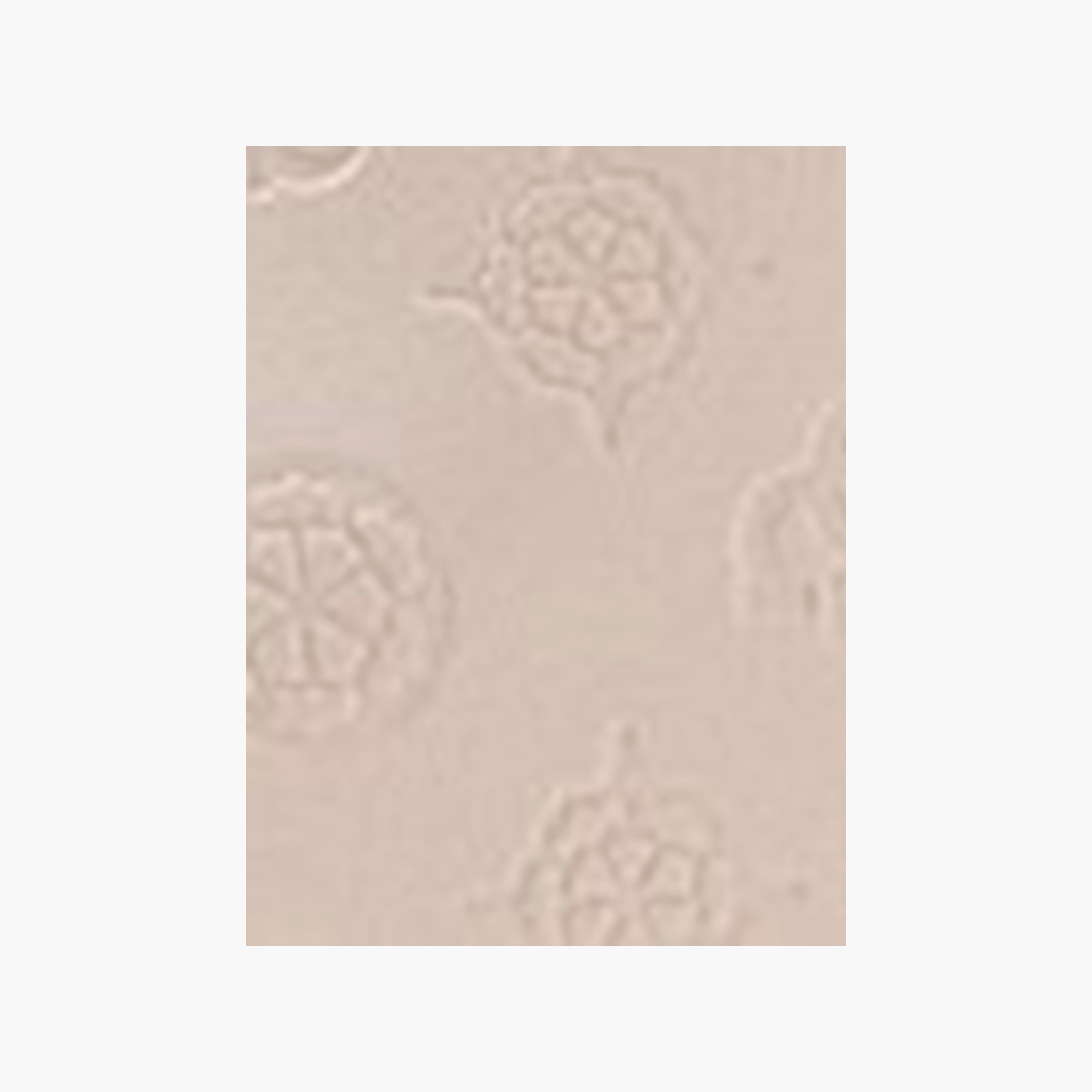 حقيبة كتف Guess Dita Monogram ذات مقبض واحد وإغلاق بسحاب-women-bagsandwallets-handbags-image-5