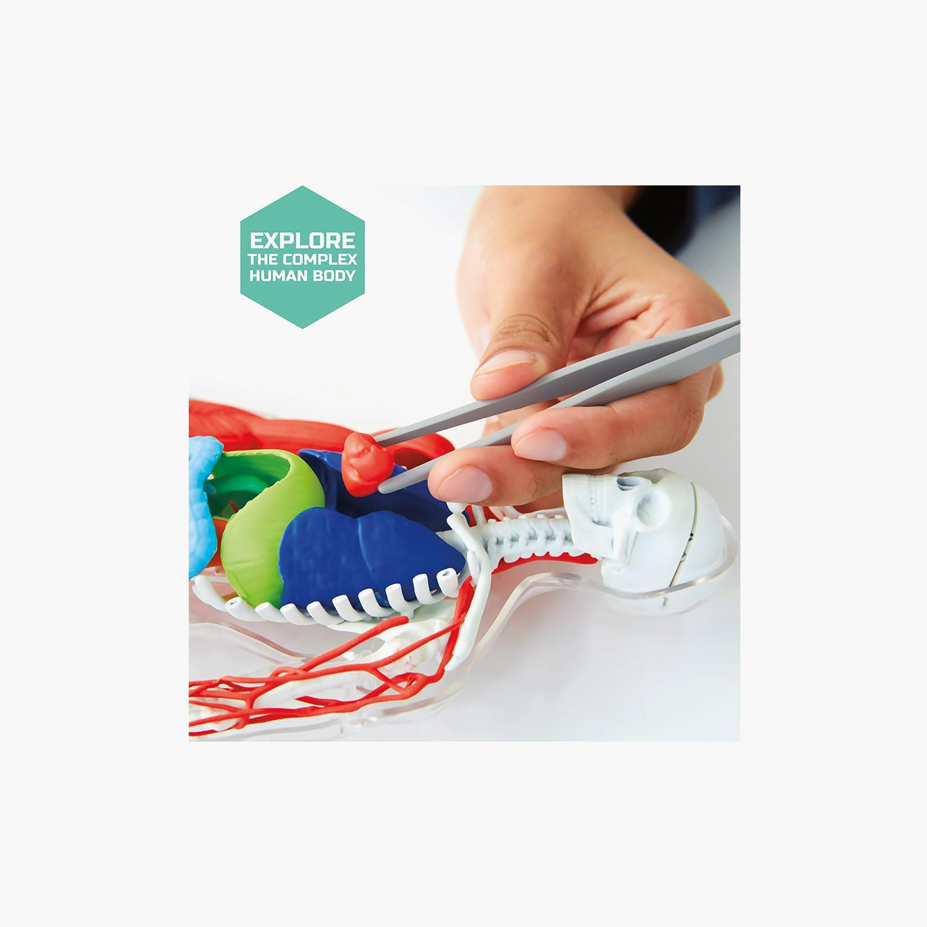 طقم مجسم تشريح جسم الإنسان ثلاثي الأبعاد من ديسكفري-toys-educational-stemtoys-image-2