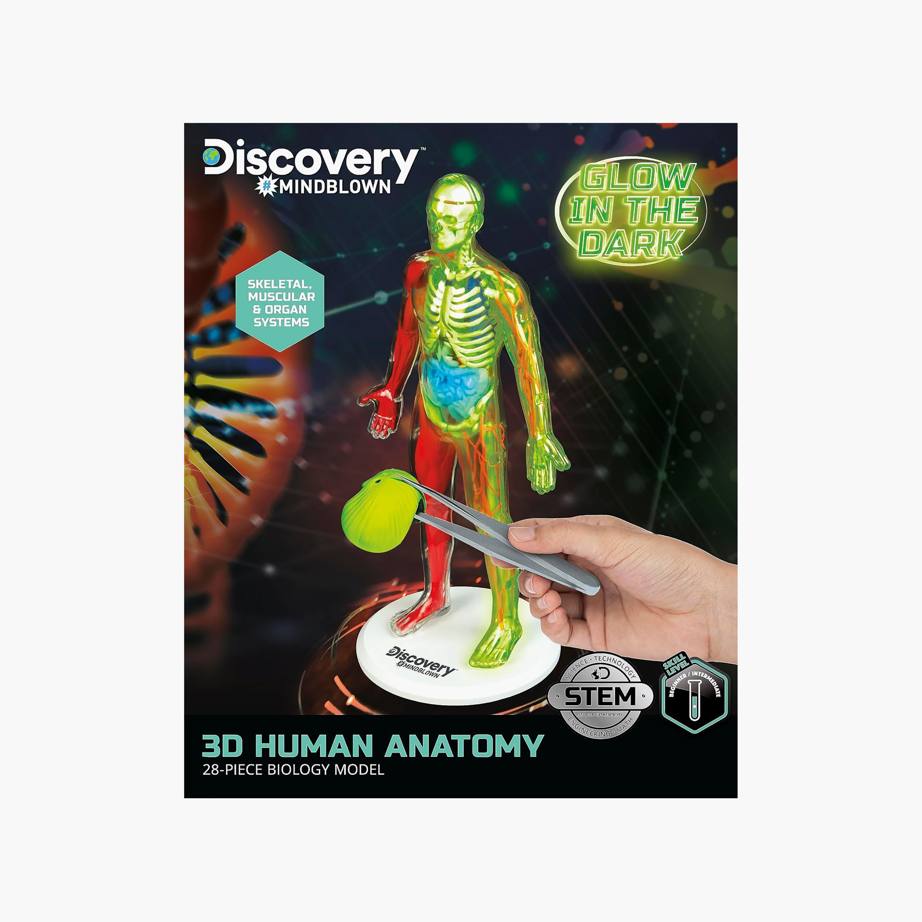 طقم مجسم تشريح جسم الإنسان ثلاثي الأبعاد من ديسكفري-toys-educational-stemtoys-image-3