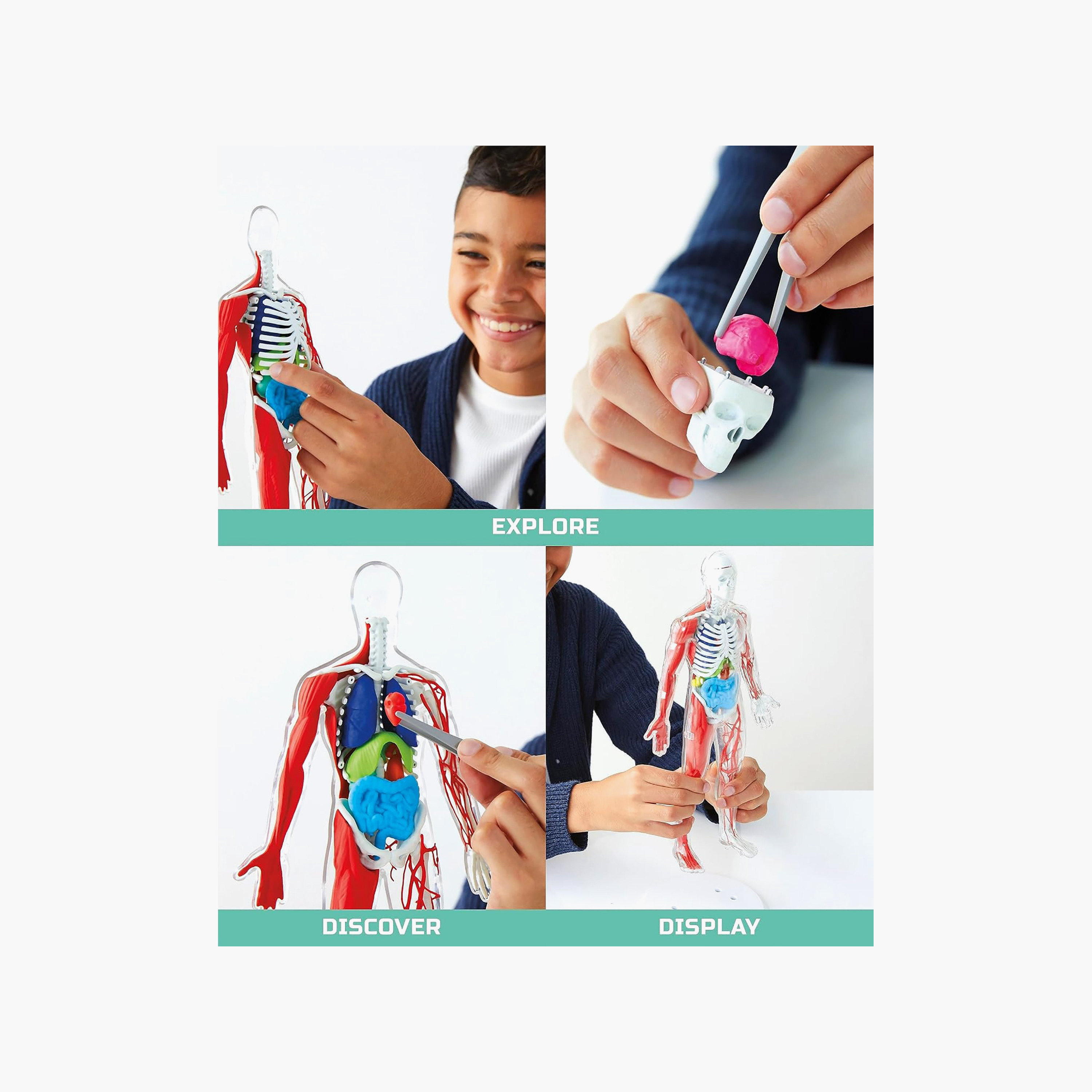 طقم مجسم تشريح جسم الإنسان ثلاثي الأبعاد من ديسكفري-toys-educational-stemtoys-image-4
