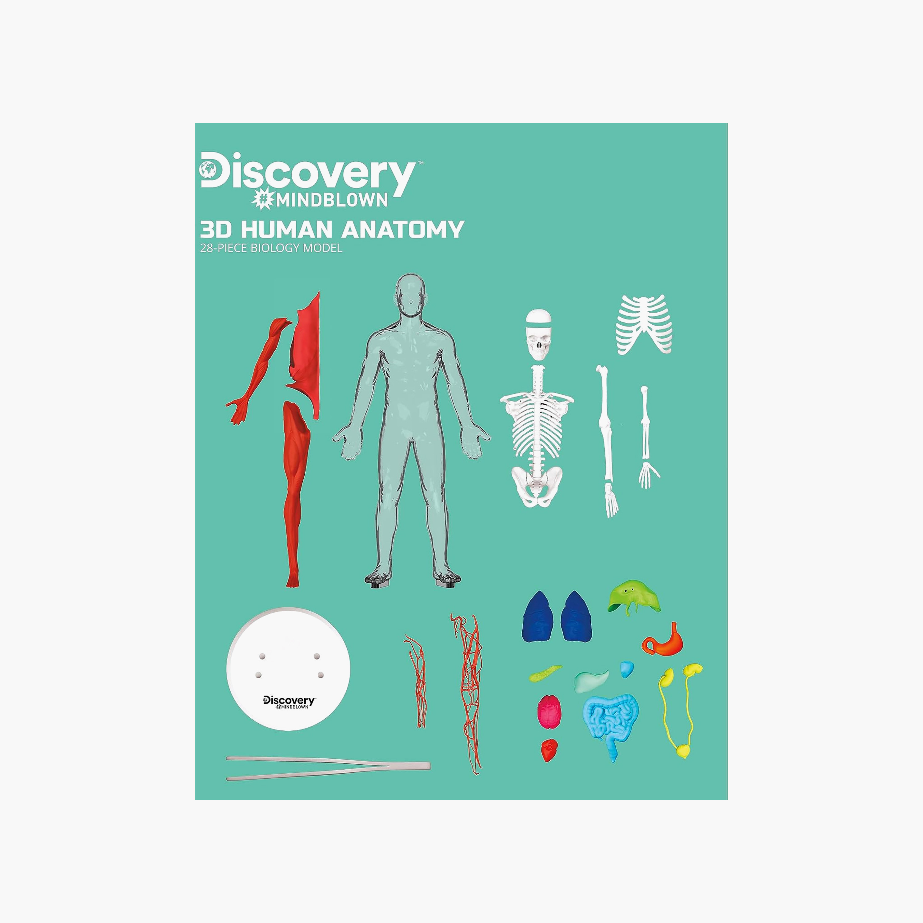 طقم مجسم تشريح جسم الإنسان ثلاثي الأبعاد من ديسكفري-toys-educational-stemtoys-image-5